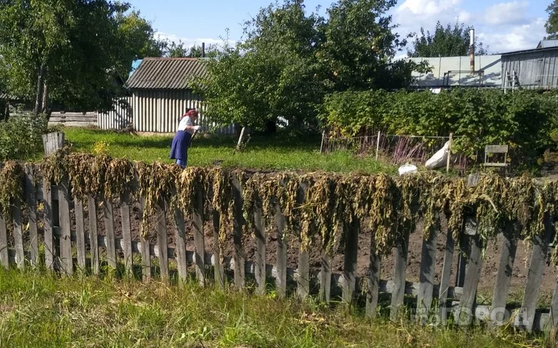 Фото к статье: Одиннадцать рекомендаций против "огородной болезни" в период майской жары