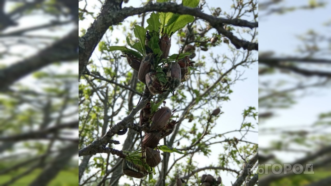 Жители Чувашии бьют тревогу из-за нашествия майских жуков: "В этом году останемся без ягод"