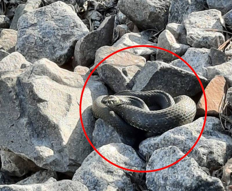 Змеи нападают на жителей Чувашии, есть пострадавшие