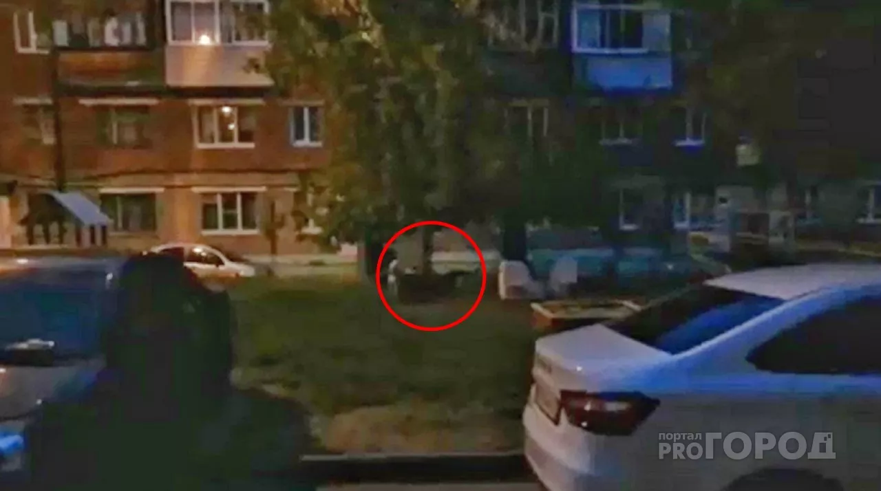 Фото к статье: В Чебоксарах стая собак грызет кошек во дворах домов