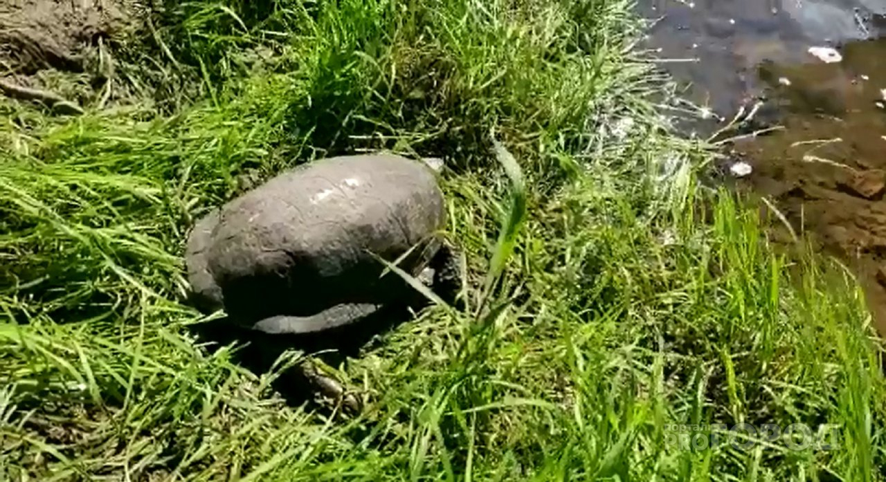 Рыбаки из Чувашии неожиданно повстречались с черепахой: "Живем тут больше 40 лет и никогда не видели"