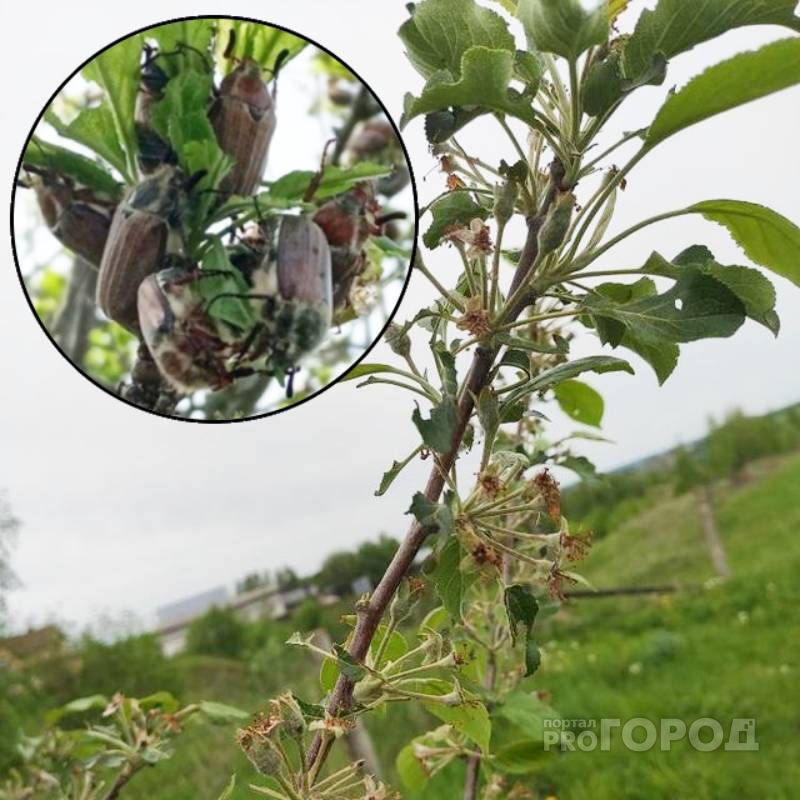 В Мариинском Посаде майские жуки обгладывают деревья подчистую: “Яблок в этом году тоже не будет”