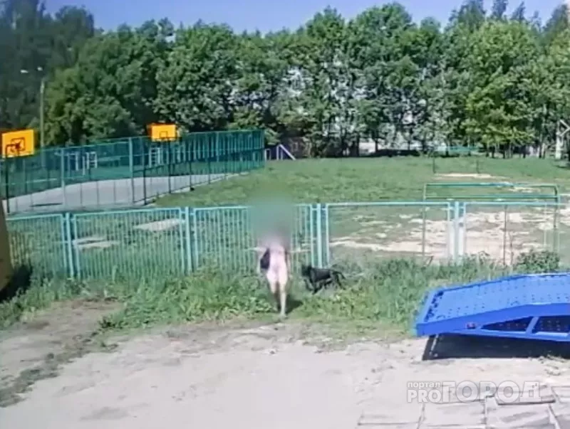 Фото к статье: В Чебоксарах хозяйка бросила пса, привязав его к забору школы