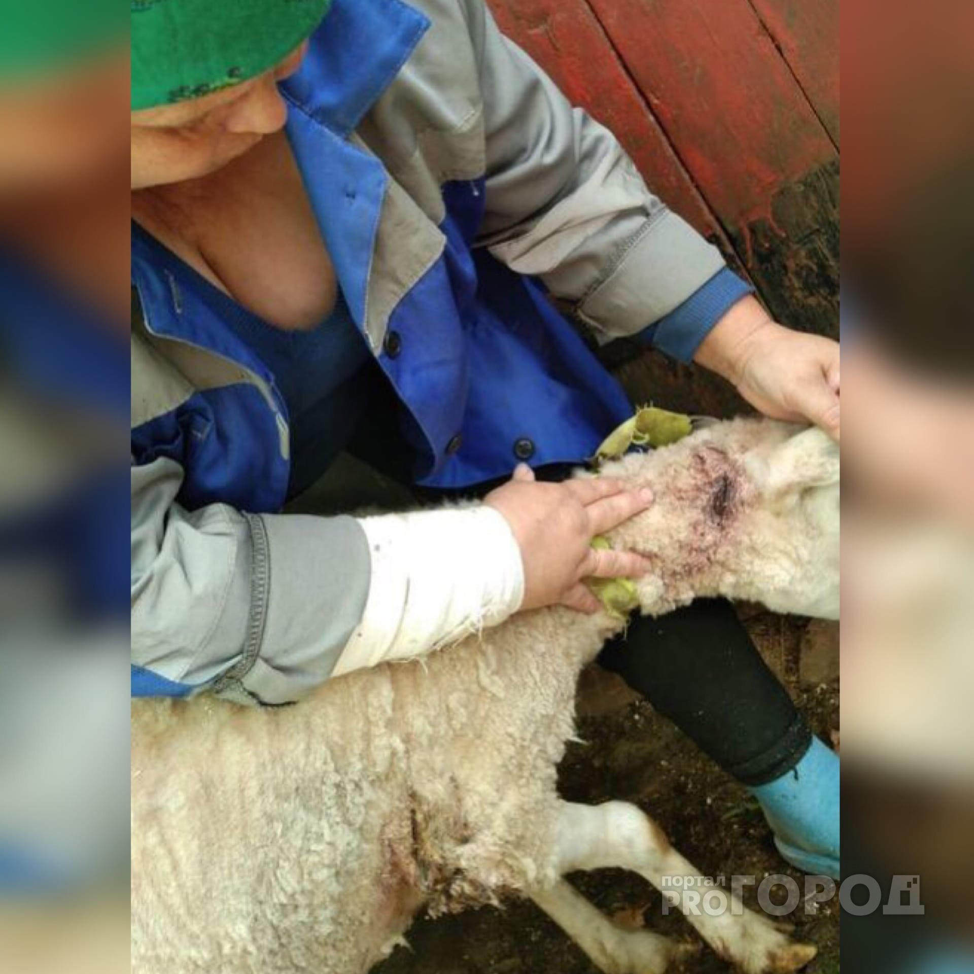 В Урмарском районе стая бродячих собак загрызла четырех овец