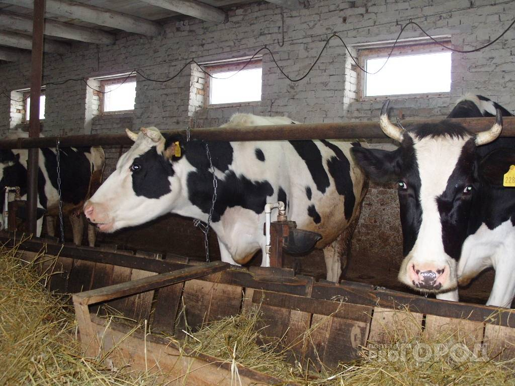 Один из молочных заводов в Чувашии стал банкротом