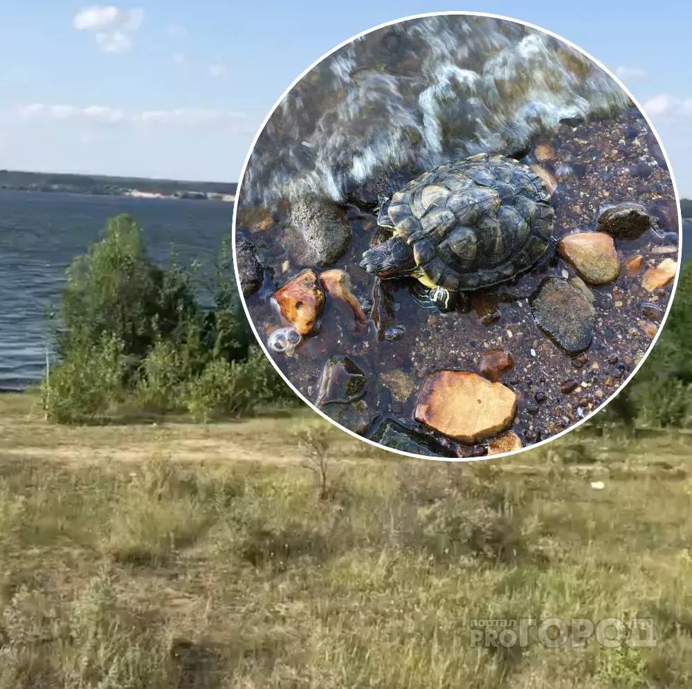 Фото к статье: В Чебоксарах на берегу Волги поселилась черепаха