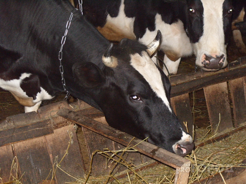 В Чувашии внедрят геномную селекцию коров