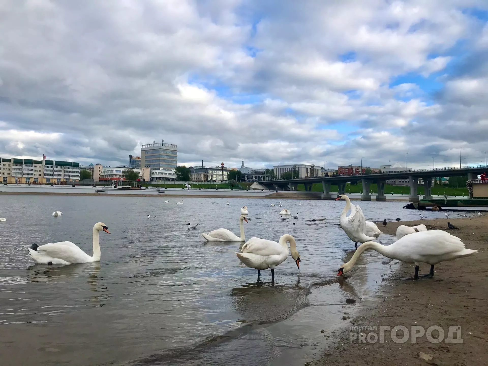 Фото к статье: Чебоксарцы вредят лебедям на Заливе: власти обратились к горожанам