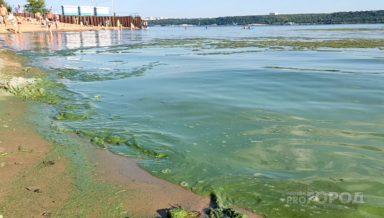 Специалисты объяснили, почему Волга в Чувашии ежегодно превращается в зеленую муть