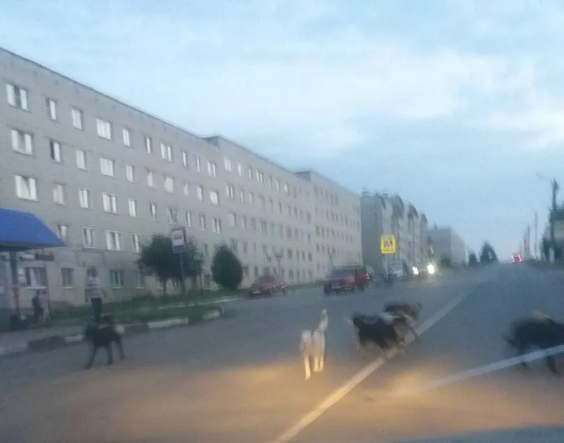 Фото к статье: В Козловке стая бродячих собак держит в страхе весь город: “Пока кого-нибудь не загрызут - власти ничего не предпримут”