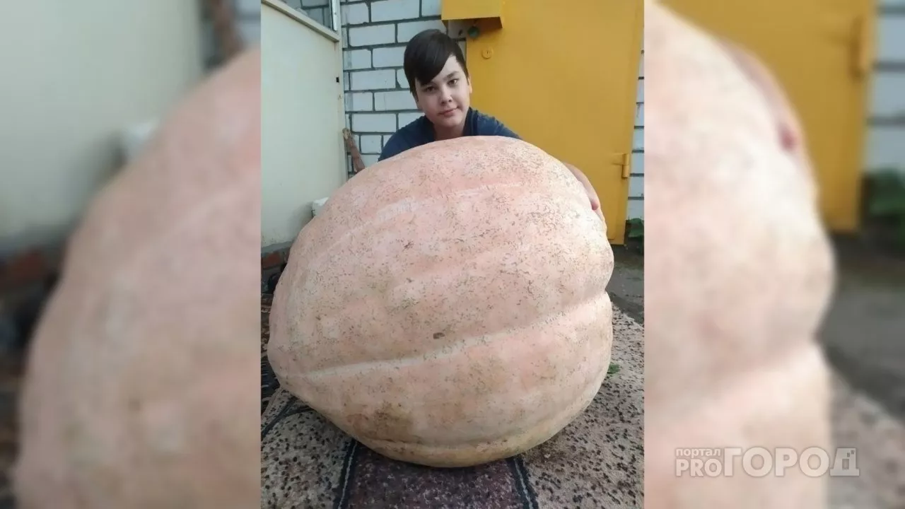 Фото к статье: Чебоксарский школьник вырастил гигантскую тыкву и рассказал секрет успеха