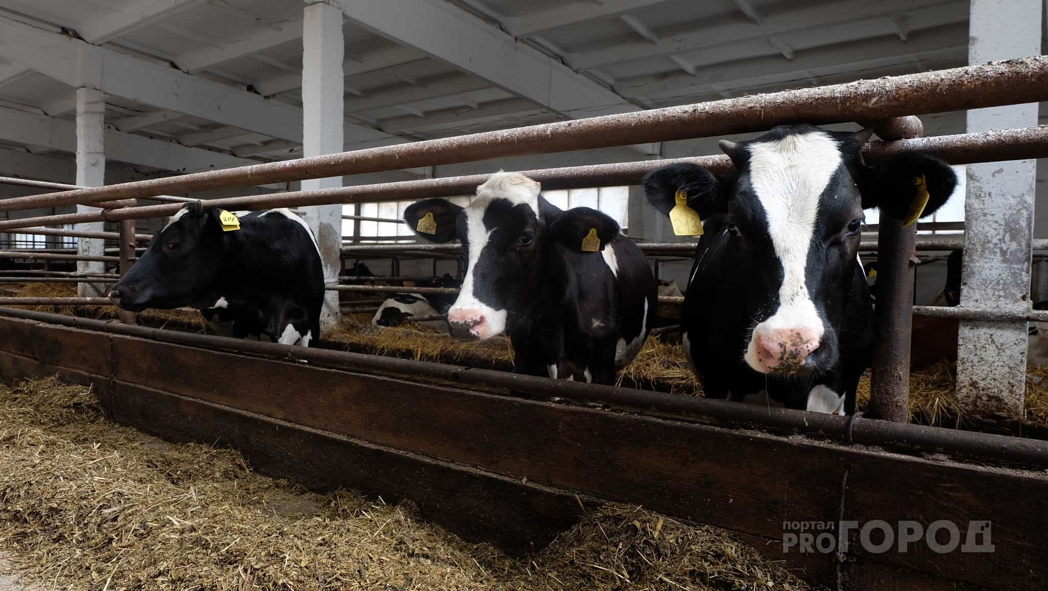 Жители Чувашии все реже заводят коров: за год поголовье существенно уменьшилось