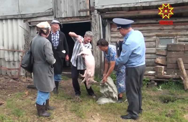Оставшимся без свиней фермерам начали выплачивать по 119 рублей за килограмм живого веса