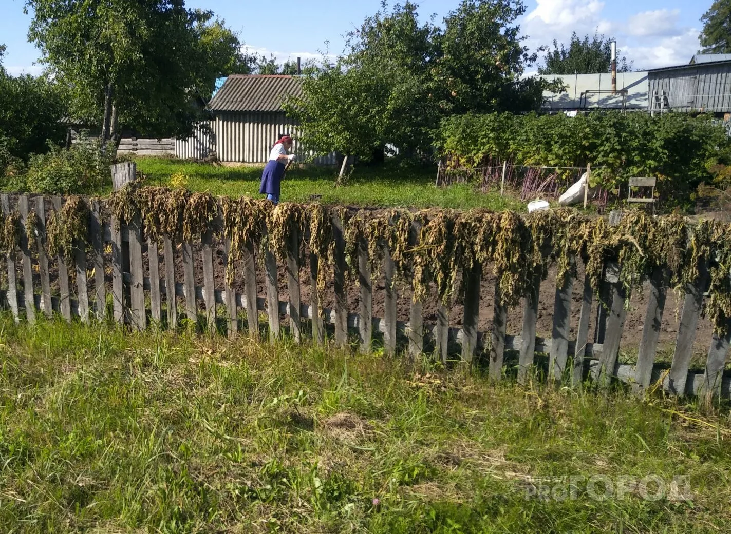 Фото к статье: В нескольких районах Чувашии урожай оказался под угрозой из-за опасного явления