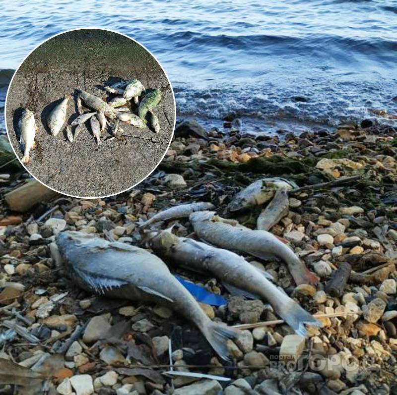 Пляжи Новочебоксарска и Чебоксар завалены дохлой рыбой: специалисты назвали причину произошедшего