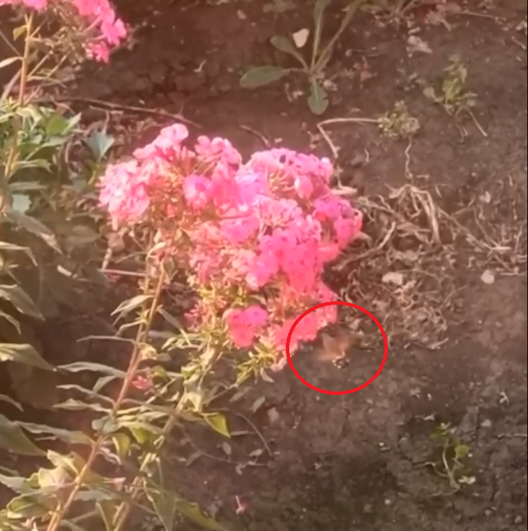 В Яльчикском районе засняли редкую для Чувашии бабочку: "Думали, что птица"