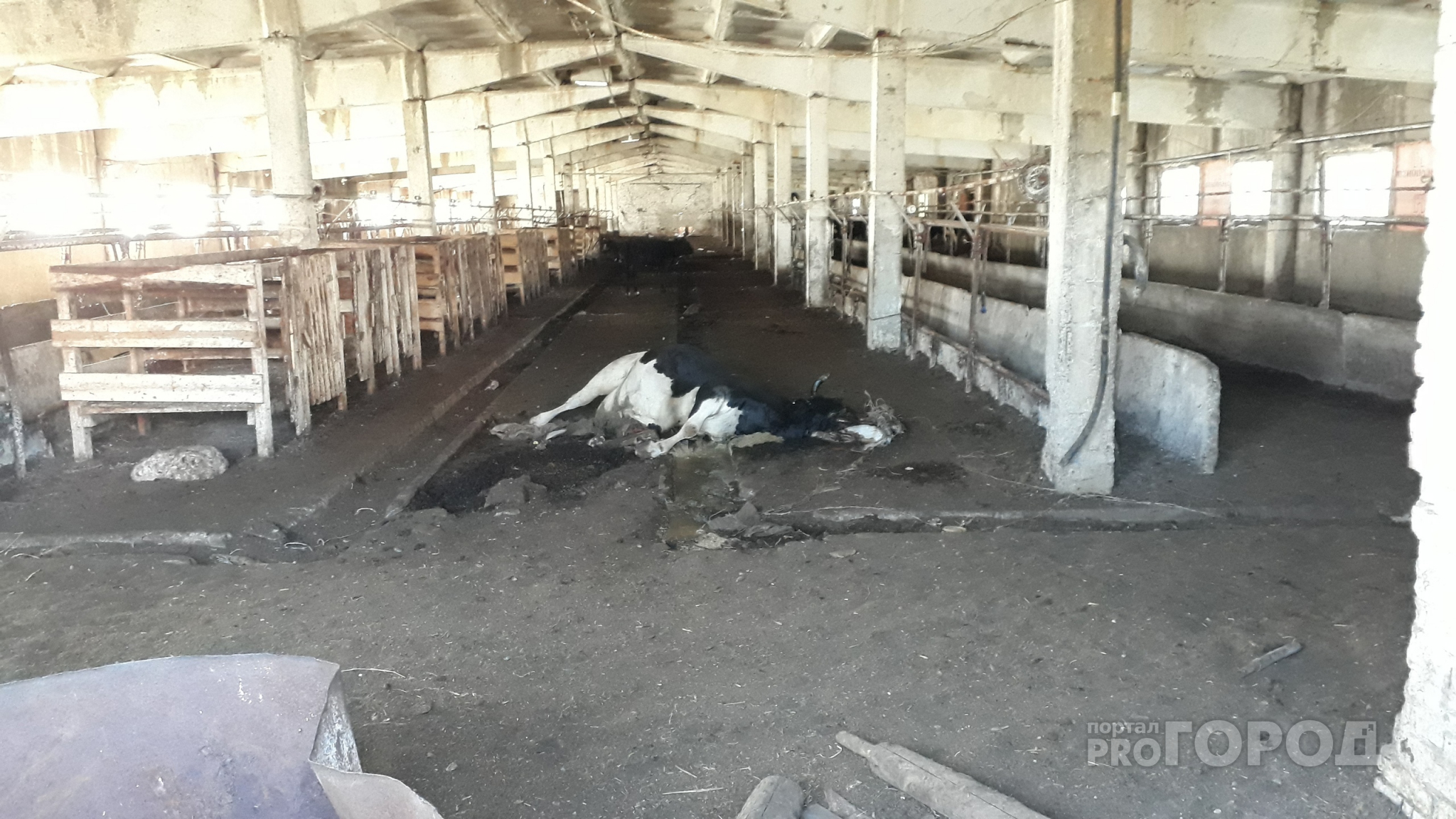 Специалисты нашли причину гибели коровы в Вурнарском районе, которая переполошила местных жителей
