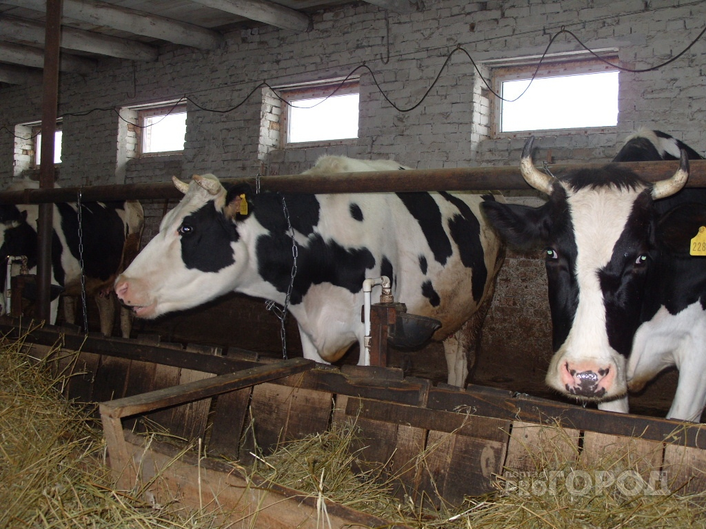 В Чувашии у населения стали дороже закупать молоко: цена выросла на 18 %