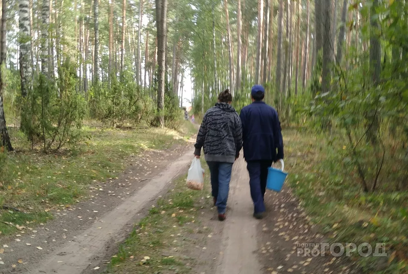 Фото к статье: В шумерлинских лесах полночи искали грибников