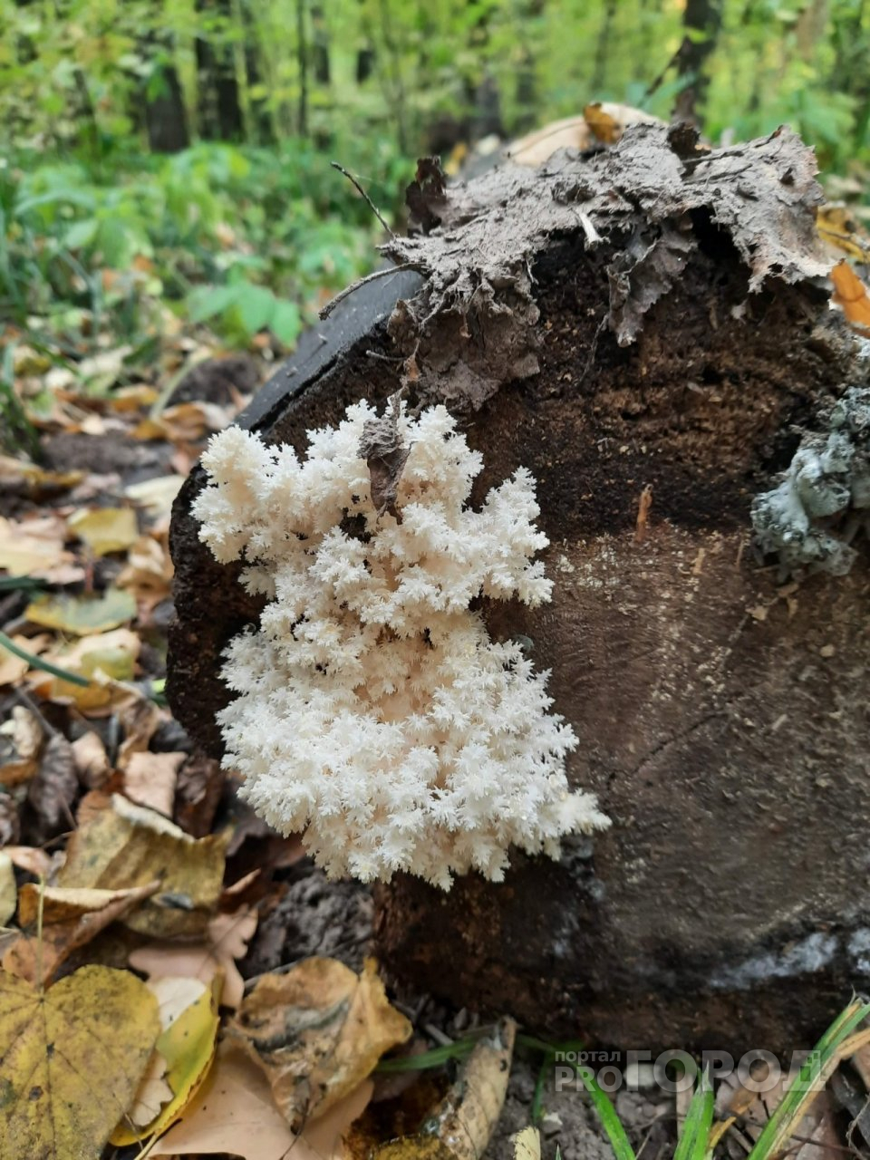 В Чебоксарах обнаружили гриб, похожий на коралл: специалисты прокомментировали находку