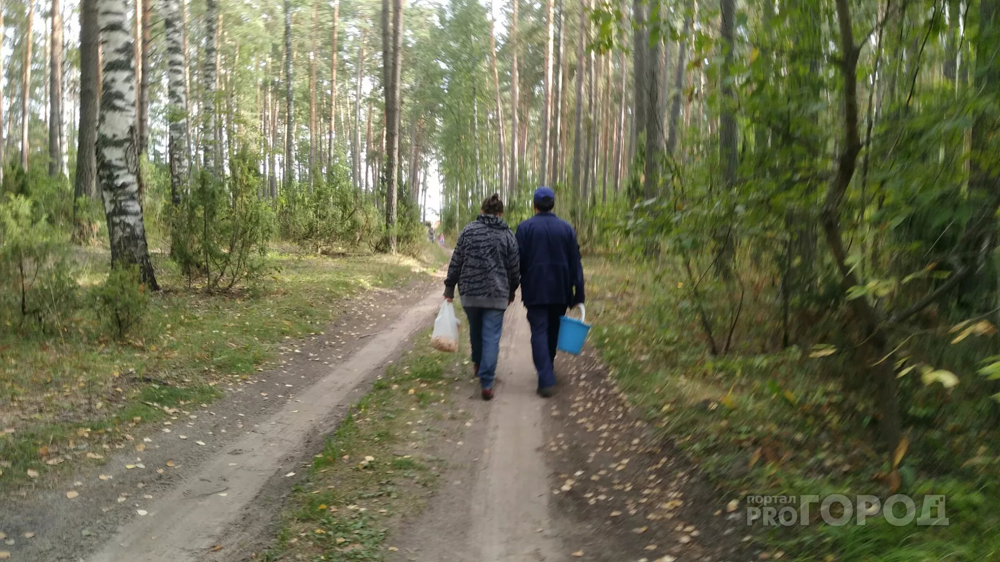 Фото к статье: Супружеская пара пошла за грибами в шумерлинский лес: муж вернулся, а жена пропала