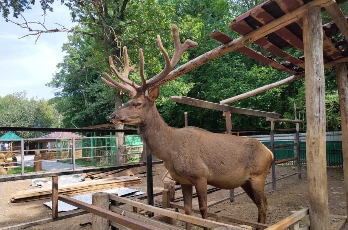 В Новочебоксарском зоопарке расширят вольер для марала