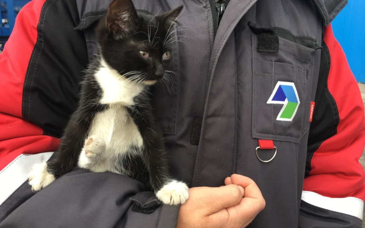На мусороперегрузочной станции Чебоксар среди отходов нашли котенка: "Он чудом не пострадал"