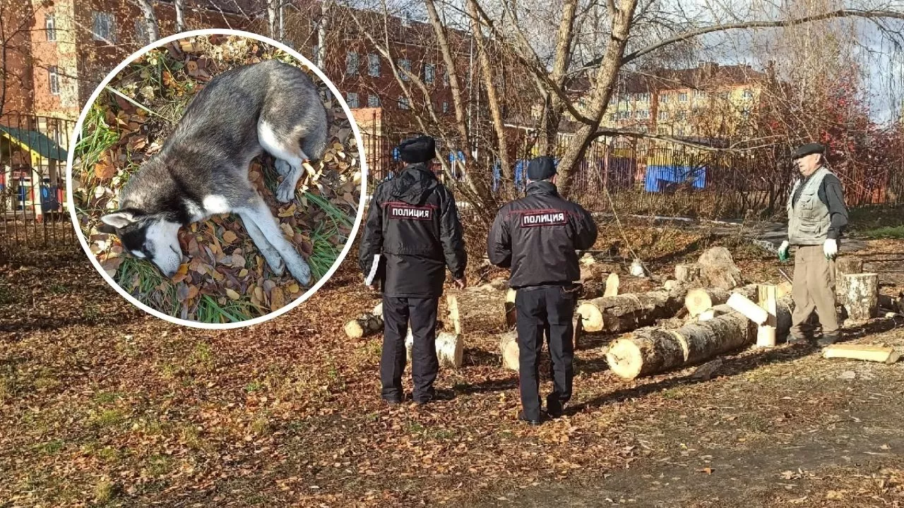 Фото к статье: В Цивильске двое мужчин забили камнями хаски за то, что та гоняла кур