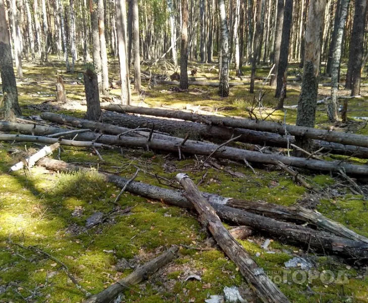 Фото к статье: В Шумерлинском районе осудили мужчину, по вине которого на рабочего упало дерево