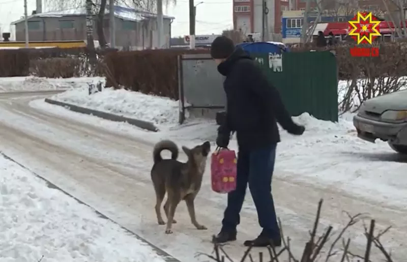 Фото к статье: Жители дома в Юго-Западном живут в страхе из-за собаки: у животного есть хозяйка, в приют забрать нельзя