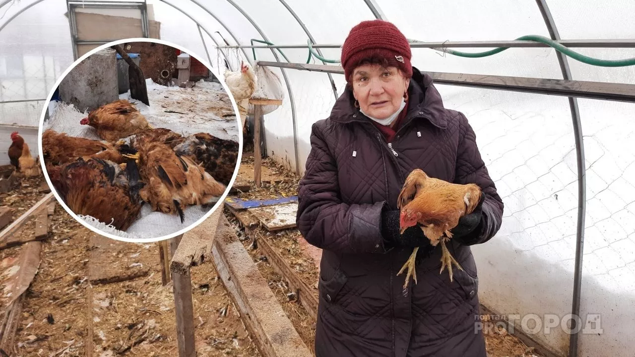Фото к статье: В Чувашии одичавшие псы устроили ночное нападение на курятник: "Тела искусаны, хребты переломлены"
