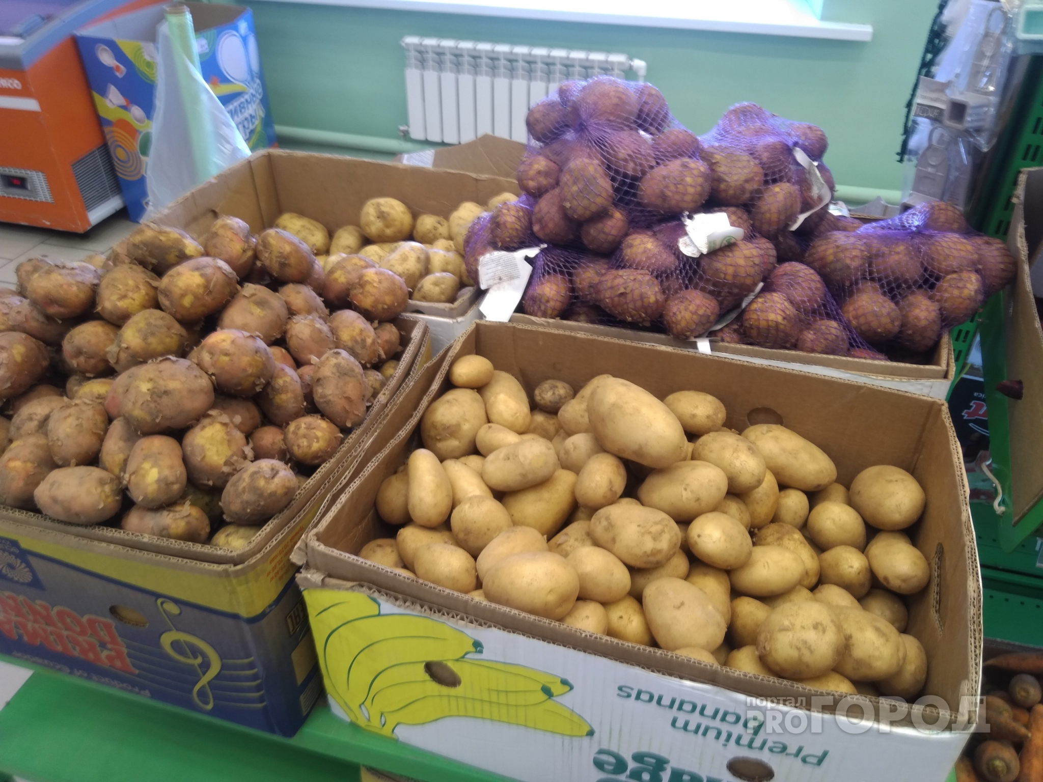 Из-за засухи в Чувашии уродилось значительно меньше картофеля