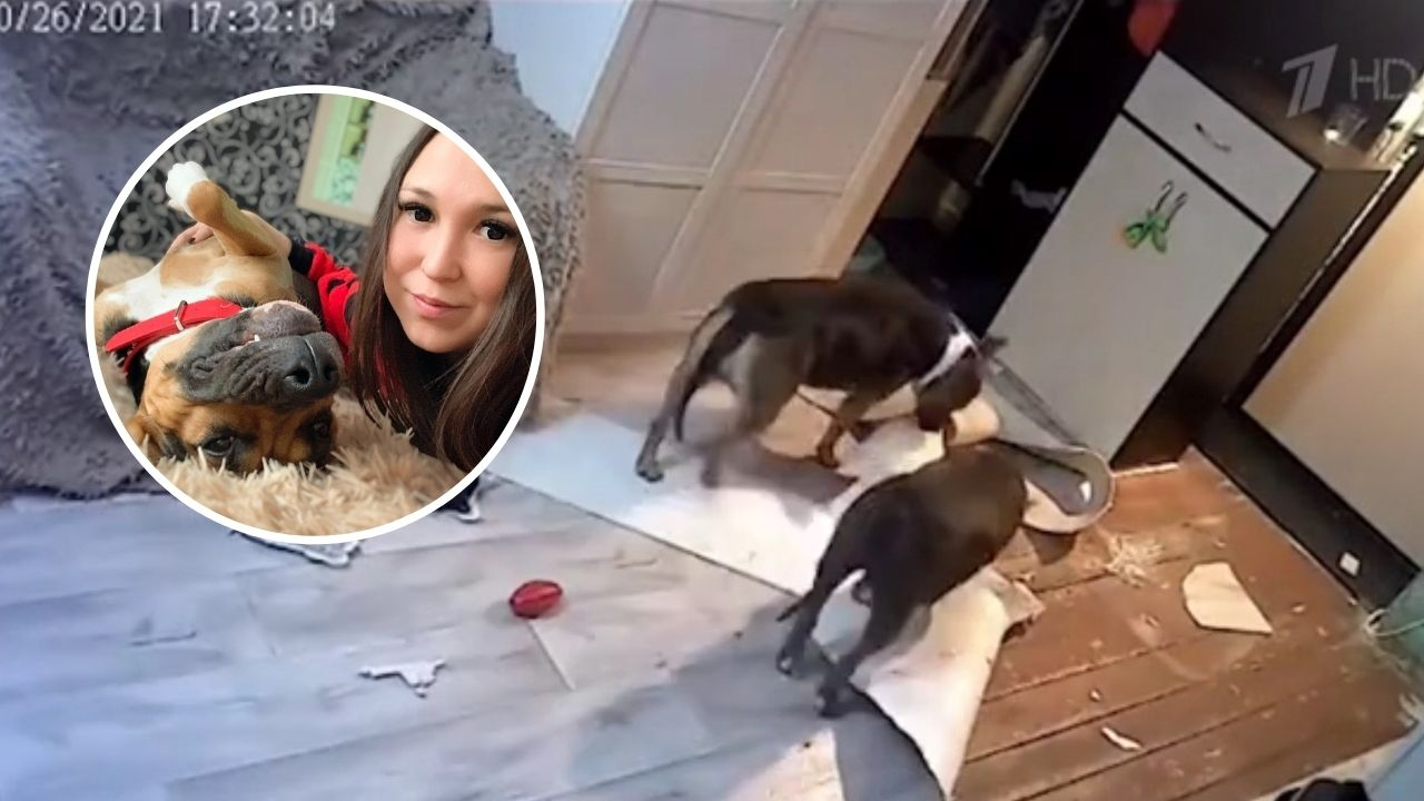 Тиктокерша из Чебоксар попала на Первый канал: бойцовские собаки разгромили ее квартиру