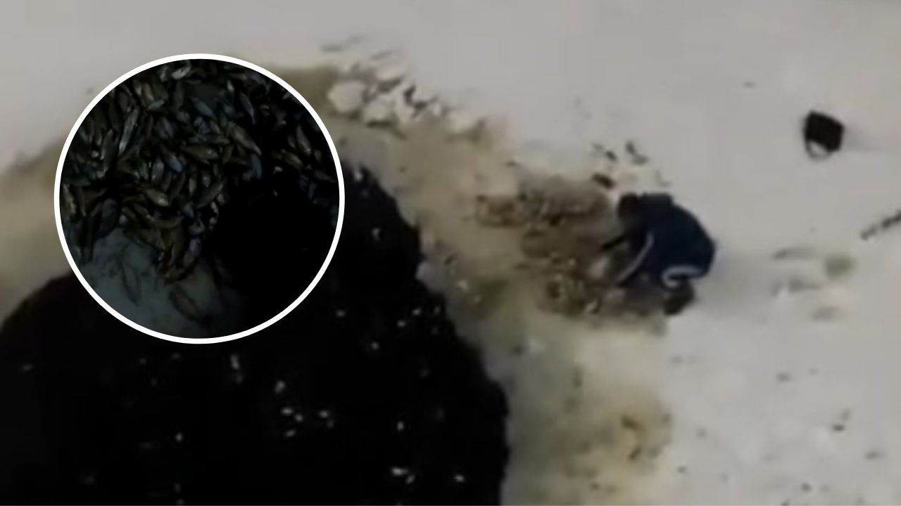 Беспомощную рыбу из Чебоксарского залива едят утки и вороны, а по ночам вылавливают сачками