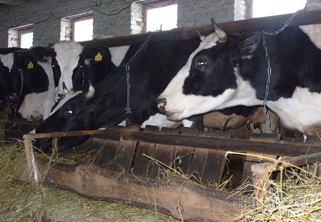 В Чувашии увеличили выплату на коров, но выдадут ее не всем владельцам крупнорогатого скота