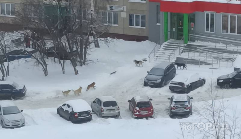 Чтобы убрать с улиц города бродячих собак, власти намерены бесплатно стерилизовать домашних питомцев