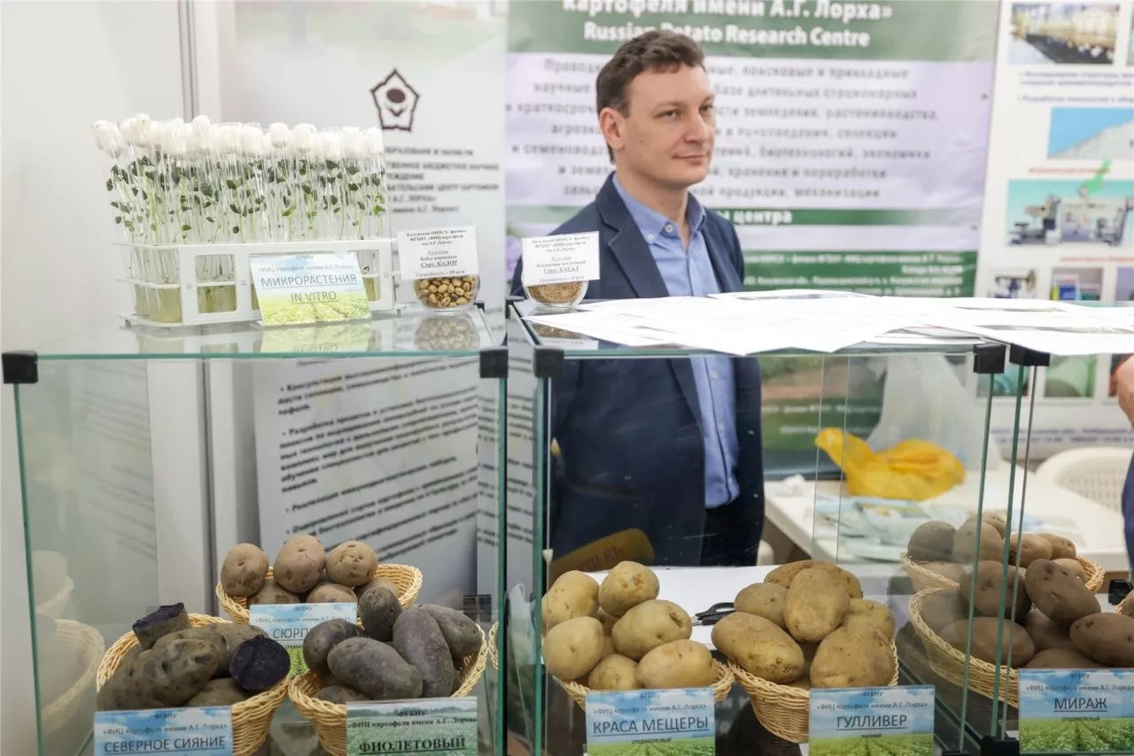 Фото к статье: Из-за высокого спроса на семенную картошку в Чувашии решили провести еще одну ярмарку
