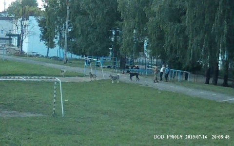 В Новочебоксарске собачники захватили школьные стадионы