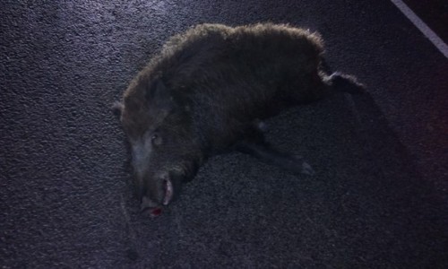 В Чувашии водитель автомобиля сбил 11 кабанов