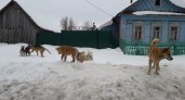 В трех районах Чувашии власти ничего не делали, чтобы убрать с улиц бродячих собак