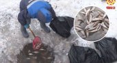 В Чебоксарах нашли виновного в гибели рыбы в заливе