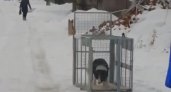В Шумерле внедряют новые способы отлова бродячих собак