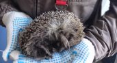 На мусороперегрузочной станции в Чебоксарах нашли молодого сонного ежа
