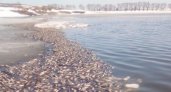 Специалисты Минприроды выехали на место массовой гибели карасей 