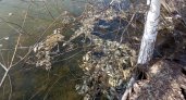 Минприроды получило результаты проб воды, где зафиксировали гибель рыбы