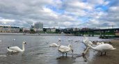 На Чебоксарский залив вернулись белые лебеди