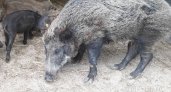 Численность кабанов в Чувашии резко сократилась в 10 раз