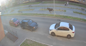 По чебоксарским дворам и детским площадкам промчался лось