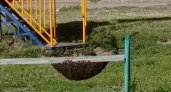 Откуда в Чебоксарах на детских площадках и в подъездах берутся бродячие пчелы