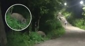 Чебоксарцы встретили в городе дикого кабана: "Повернул голову, а он там ест"